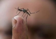 Crece el brote de Chikungunya en Salta: Ya son 150 casos confirmados