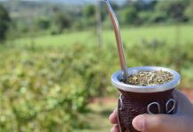 Argentina volvió a liderar las exportaciones de yerba mate