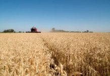Modelo exitoso: hubo exportaciones agroindustriales récord en Argentina