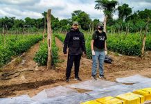 VIDEO| Narcofincas en Salta: 3 detenidos y 177 kilos de cocaína secuestrados por fuerzas nacionales